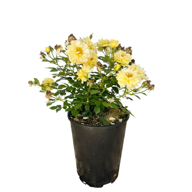 Baumfink Bodendeckerrose Bienenweide Gelb im Topf von Baumfink
