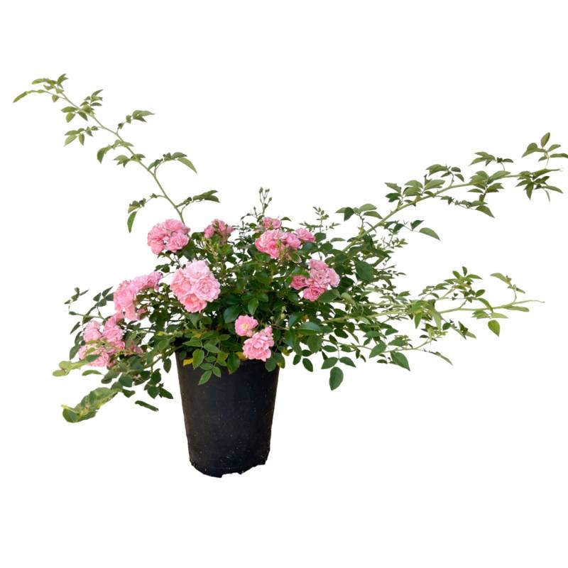 Baumfink Bodendeckerrose The Fairy im Topf von Baumfink