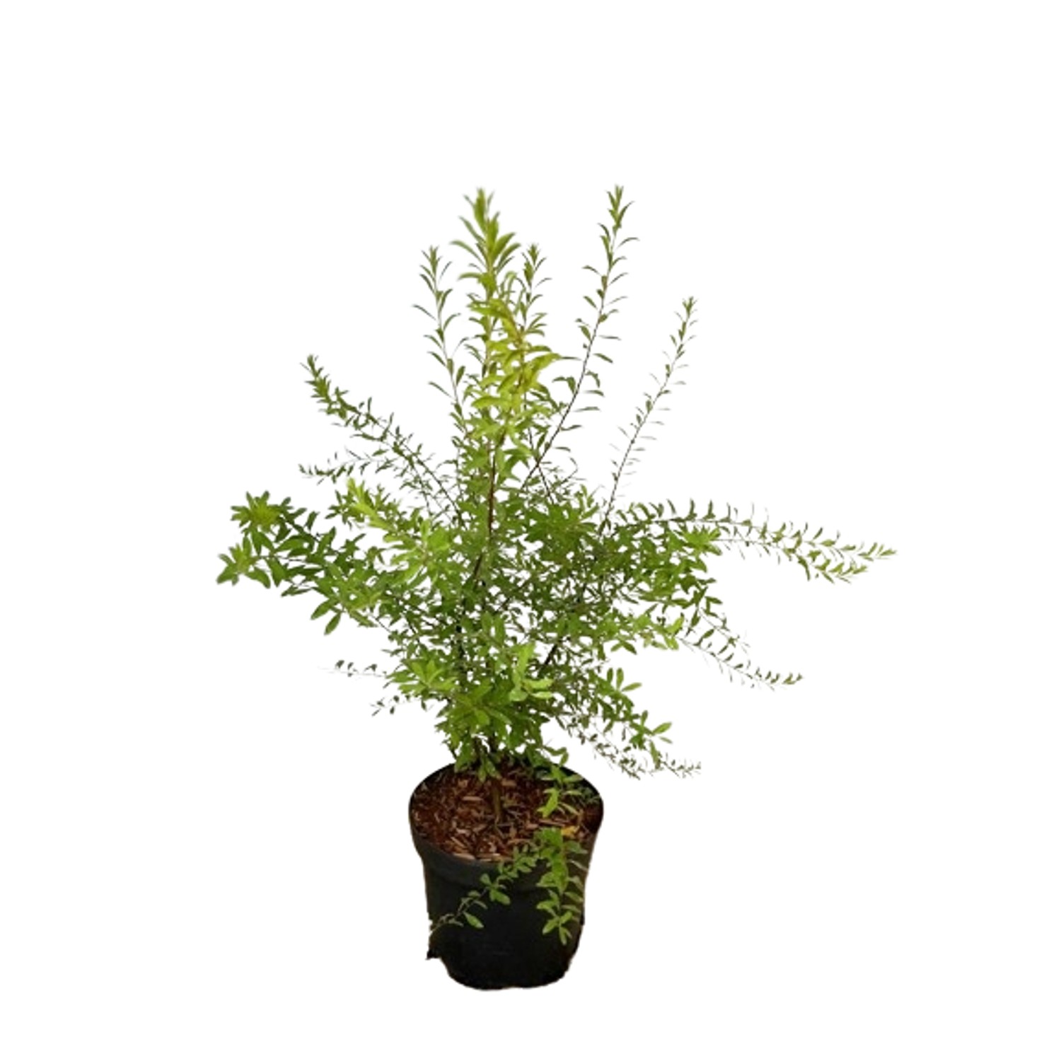 Baumfink Brautspiere als Topfpflanze 40-60cm Baumfink Brautspiere als Topfpflanze 40-60cm von Baumfink