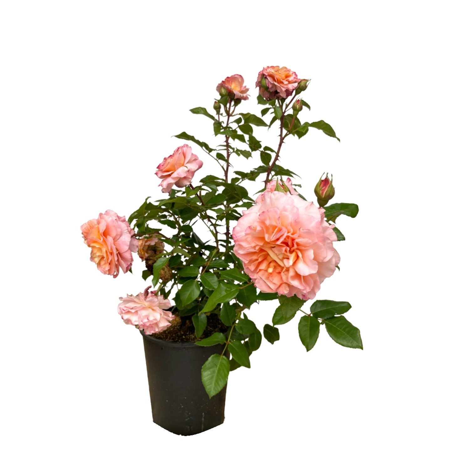 Baumfink Edelrose Augusta Luise im Topf Baumfink Edelrose Augusta Luise im Topf von Baumfink