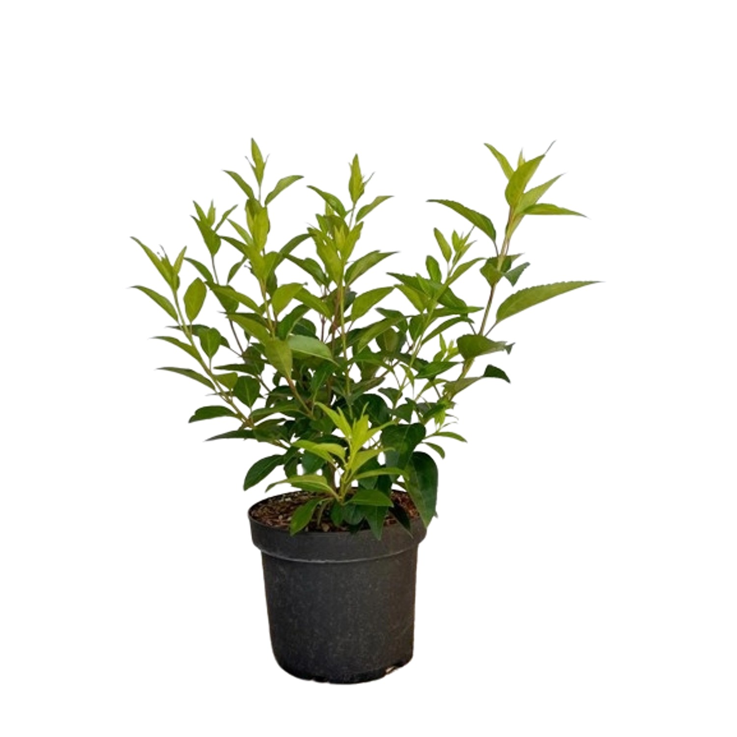 Baumfink Forsythie als Topfpflanze 60-100cm Baumfink Forsythie als Topfpflanze 60-100cm von Baumfink