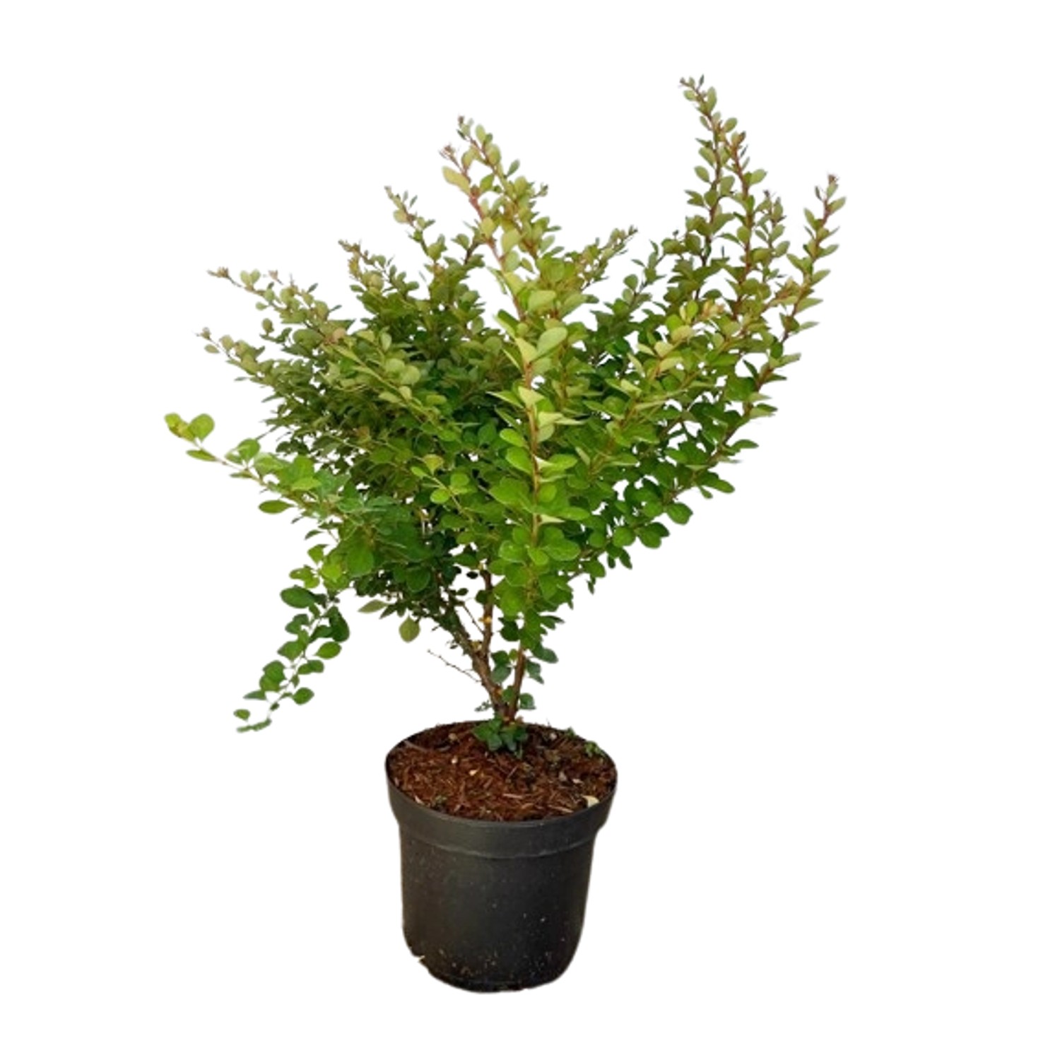Baumfink Grüne Heckenberberitze als Topfpflanze 20-30cm Baumfink Grüne Heckenberberitze als Topfpflanze 20-30cm von Baumfink