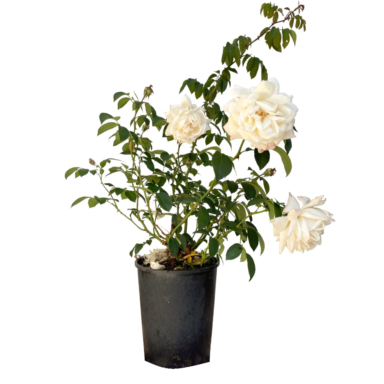 Baumfink Kletterrose Ilse Krohn Superior im Topf Baumfink Kletterrose Ilse Krohn Superior im Topf von Baumfink