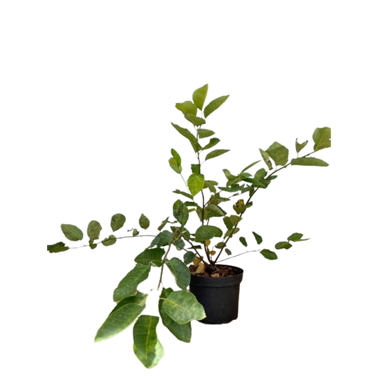 Baumfink Kupfe als Topfpflanze 60-100cm Baumfink Kupfe als Topfpflanze 60-100cm von Baumfink