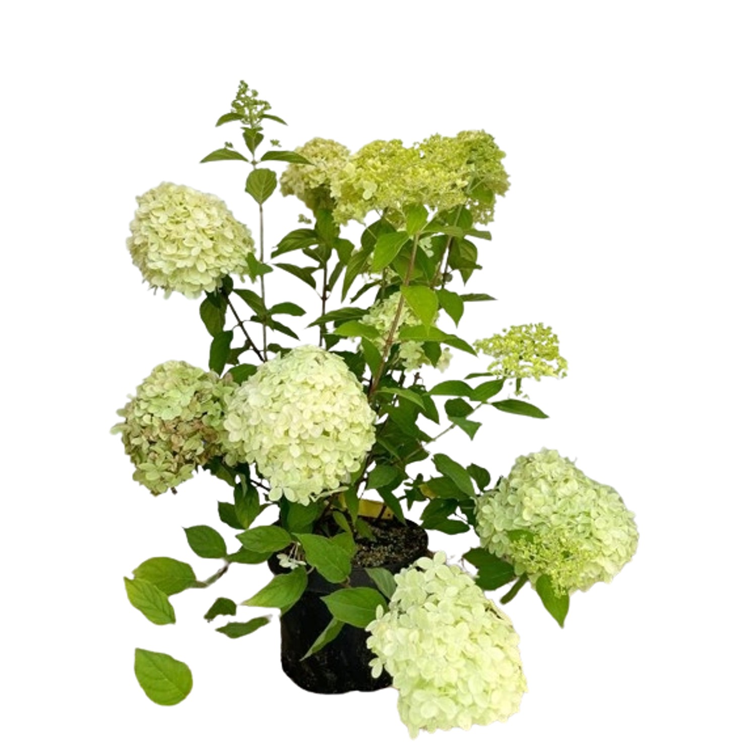 Baumfink Rispenhortensie als Topfpflanze 60-100cm Baumfink Rispenhortensie als Topfpflanze 60-100cm von Baumfink