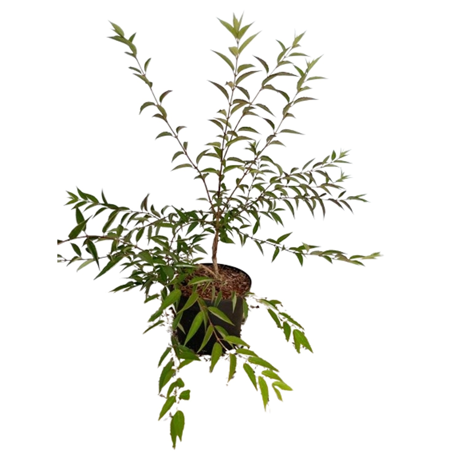 Baumfink Rose als Topfpflanze 60-100cm Baumfink Rose als Topfpflanze 60-100cm von Baumfink