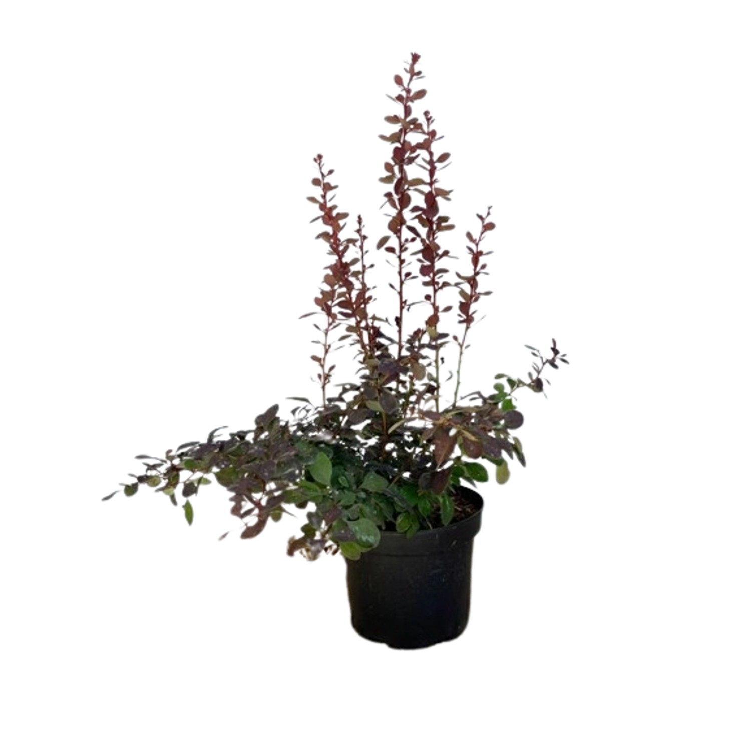 Baumfink Rote Heckenberberitze als Topfpflanze 20-30cm Baumfink Rote Heckenberberitze als Topfpflanze 20-30cm von Baumfink