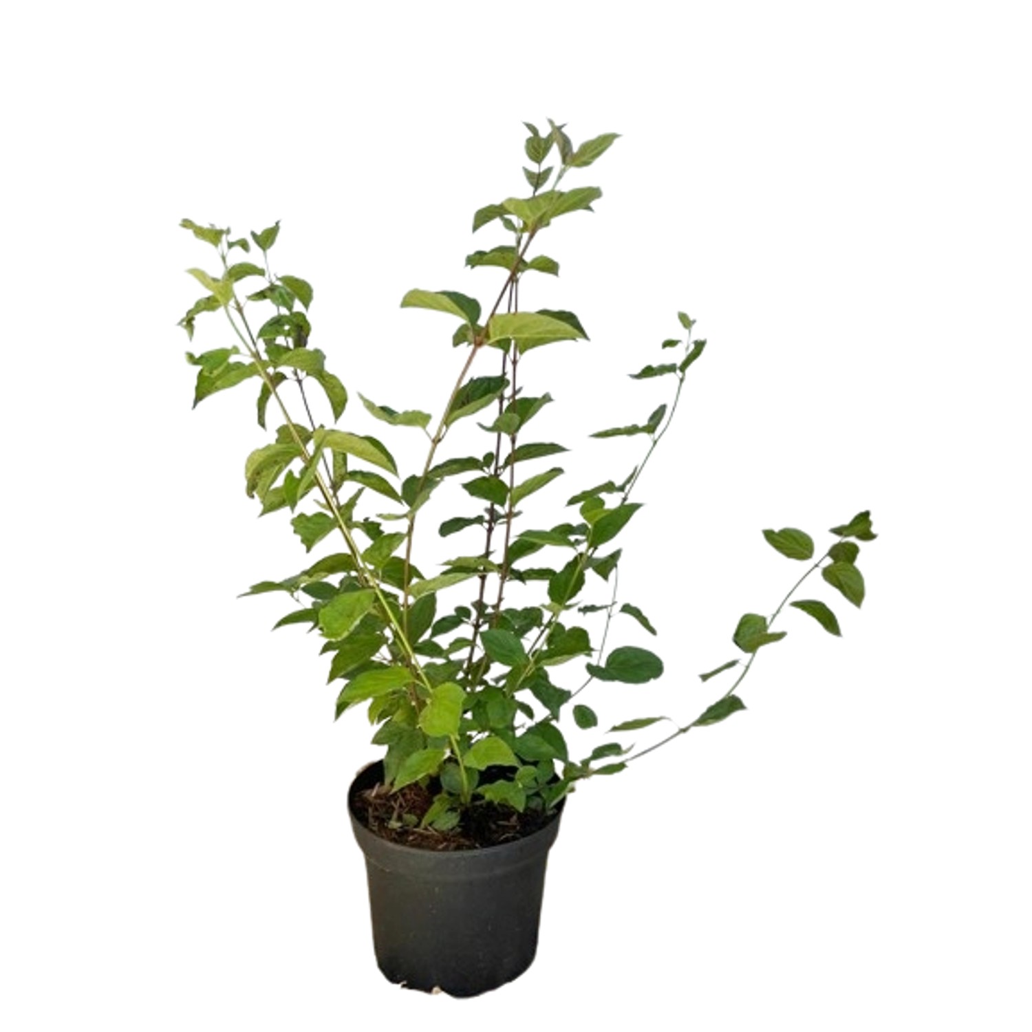 Baumfink Roter Hartriegel als Topfpflanze 60-100cm Baumfink Roter Hartriegel als Topfpflanze 60-100cm von Baumfink