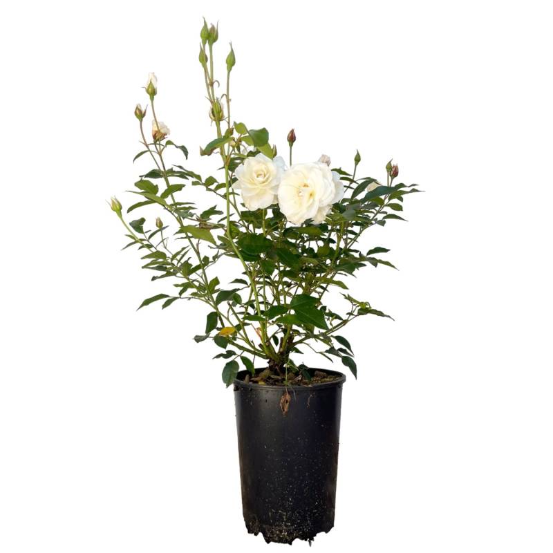 Baumfink Strauchrose Schneewittchen im Topf von Baumfink