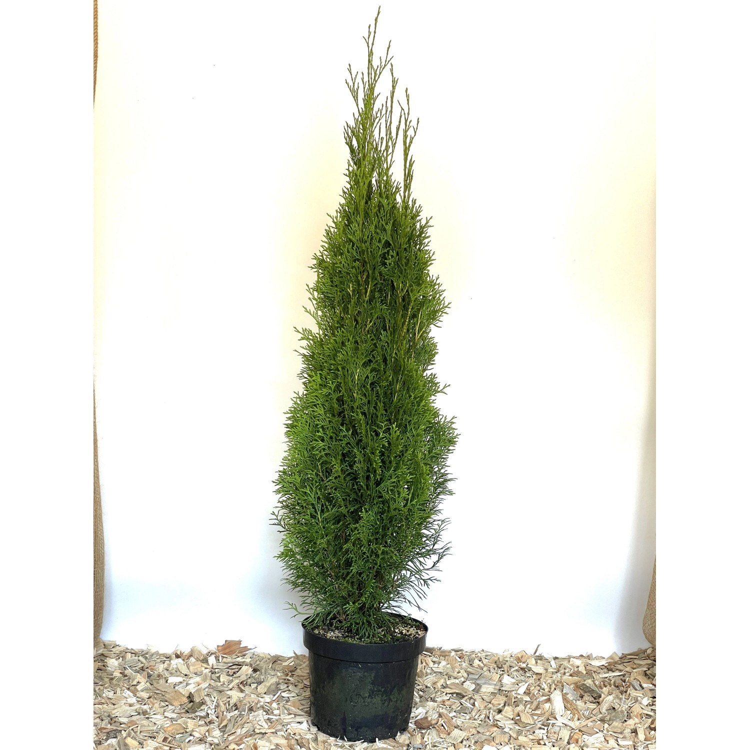 Baumfink Thuja Smaragd im Topf 15-30cm von Baumfink