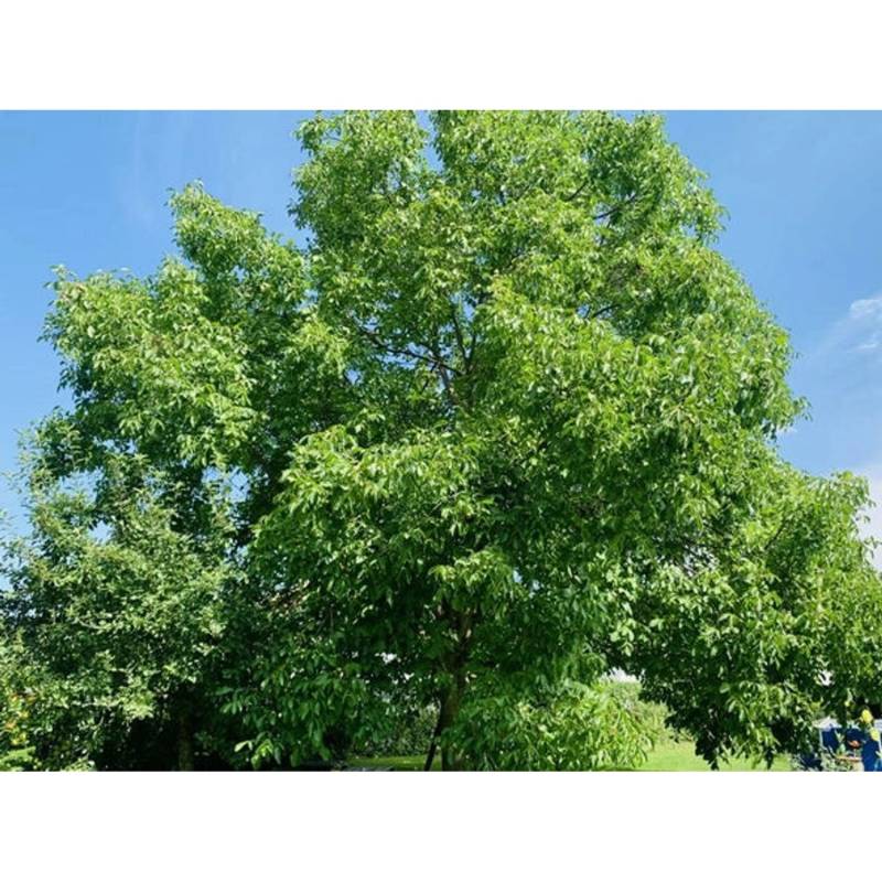 Baumfink Walnuss Topfware 100-150cm von Baumfink