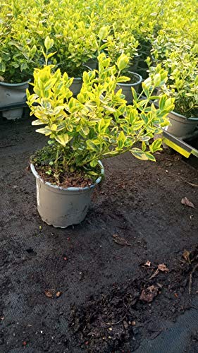 Euonymus fortunei 'Emerald Gold' T.B.10,5 15-20 50 St. von Baumschule Bultjer