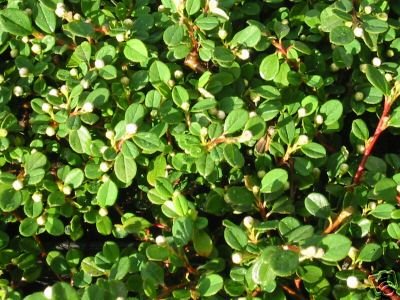 Bodendecker Cotoneaster Frieders Evergreen T.B.9 10-15 cm 100 St. von Baumschule Bultjer