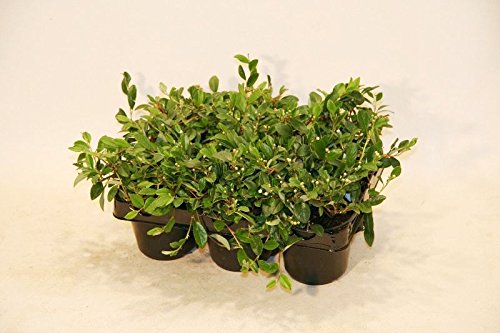 Bodendecker Cotoneaster "Radicans" 25 St. von Baumschule Bultjer
