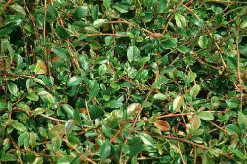 Bodendecker Cotoneaster "Radicans" 50 St. von Baumschule Bultjer