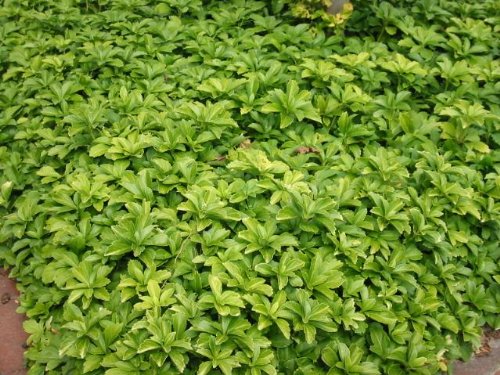 Bodendecker Pachysandra terminalis 50 St. von Baumschule Bultjer