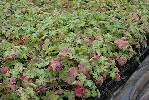 Geranium macrorrhizum Felsen-Storchschnabel 9 cm Topf 25 St. von Baumschule Bultjer