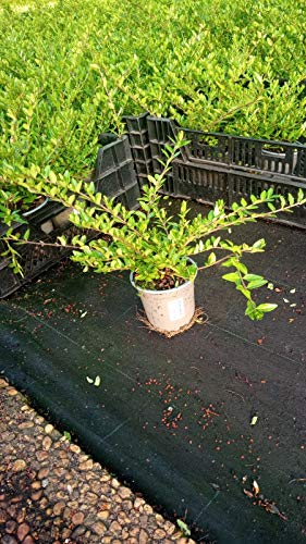Lonicera nitida 'Maigrün' T.B.11 15-20 cm Topf 240 St. von Baumschule Bultjer