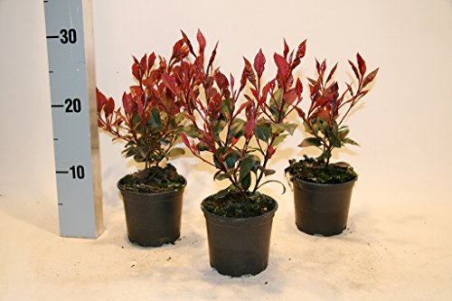Photinia fraseri "Little Red Robin" 10,5 10-15 cm 25 St. von Baumschule Bultjer