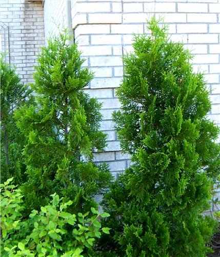 Thuja Lebensbaum "Brabant" 30-40 cm 100 St. Hecke Heckenpflanze von Baumschule Bultjer