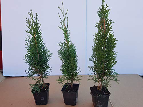 Thuja Lebensbaum "Smaragd" Topfballen 25 cm 25 St. Hecke Heckenpflanze von Baumschule Bultjer