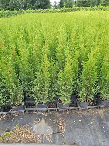 Thuja Lebensbaum "Smaragd" Topfballen 30-35 cm 25 St. Hecke Heckenpflanze von Baumschule Bultjer