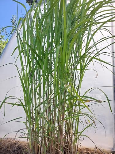 3 x stolzes Riesenchinaschilf Gigantengras Miscanthus von Baumschule Gold