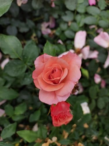 Beetorse Aprikola reichblühend in apricot gesund im Topf von Baumschule Gold