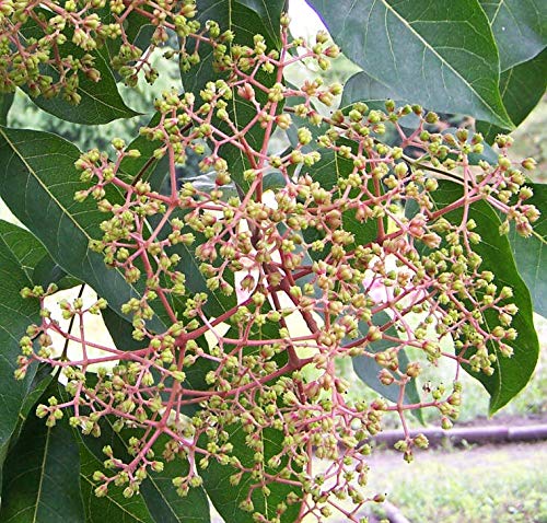 Bienenbaum, Tausenblütenbaum, Euodia hupehensis, Tetradium daniellii (100-125 cm) von Baumschule Gold
