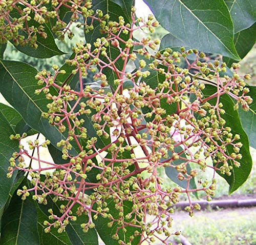 Bienenbaum, Tausenblütenbaum, Euodia hupehensis, Tetradium daniellii (60-80 cm) von Baumschule Gold