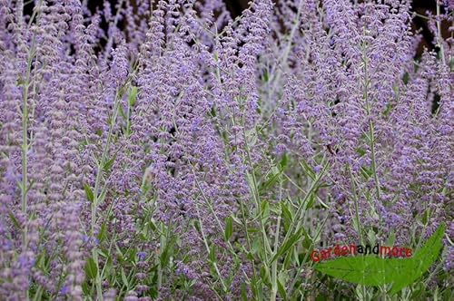 Blauraute, Perovskia Blüte blau lange Blütezeit 30-40 von Baumschule Gold