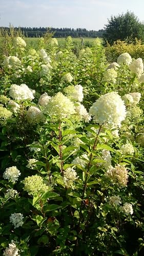 Hortensie Limelight reich- und lang blühend 60-80 cm von Baumschule Gold