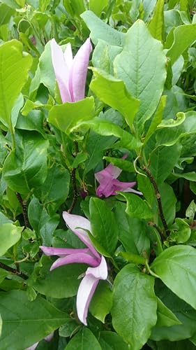 Purpurmagnolie Magnolia Susan kleinwüchsig duftend 80-100 von Baumschule Gold