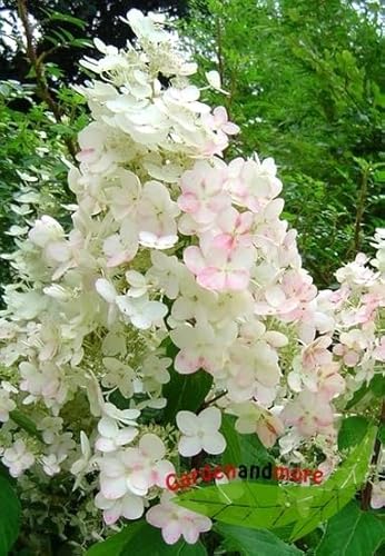 Rispen Hortensie Unique, weiß-rosa Strauchhortensie, blüht spät und lange 60-80 von Baumschule Gold