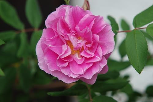 Rose * Therese Bougnet * Strauchrose im Topf gewachsen von Baumschule Gold