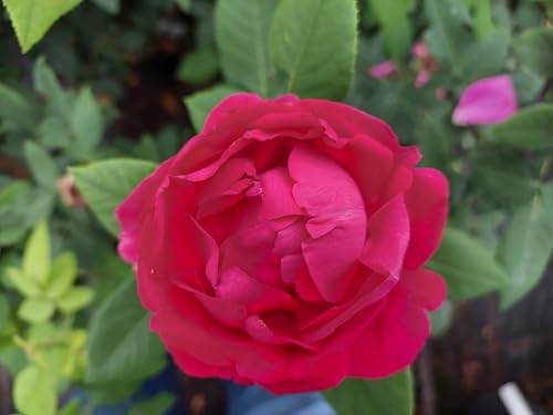 Rose * Ulrich Brunner Fils * Rarität im Topf gewachsen von Baumschule Gold