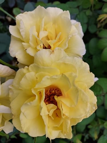 Rose Lichtkönigin Lucia Strauch Rose im Topf ca.60-80cm Rose Lichtkönigin Lucia Strauch Rose im Topf ca.60-80cm von Baumschule Gold