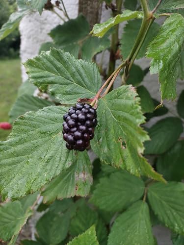 Säulen Brombeere Navaho frühe Reifezeit schwarze süße Früchte, 40-60 cm im Topf von Baumschule Gold