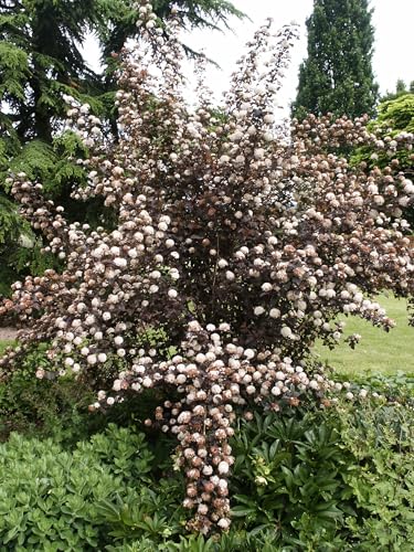 Teufelsstrauch Physocarpus Diabolo 70-100 cm Teufelsstrauch Physocarpus Diabolo 70-100 cm von Baumschule Gold