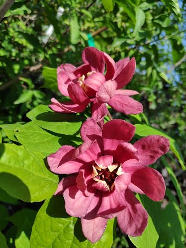 roter großblumiger Gewürzstrauch Sinocalycalycanthus Hartlage Wine 100-120 cm von Baumschule Gold