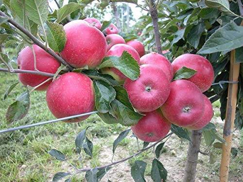 Baumschule Müller Säulenapfel 'Mini Cox Orange' ca. 100cm im 7,5 Liter Topf von Baumschule Müller