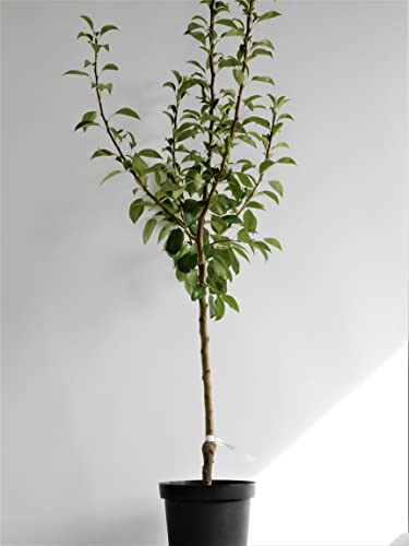 Birne 'Köstliche von Charneu' ca. 150cm im 10 Liter Topf von Baumschule Müller