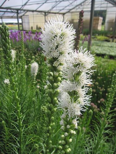 Ährige Prachtscharte Floristan Weiß - Liatris spicata Floristan Weiß Verpackungseinheit 3 von Baumschule Pflanzenvielfalt
