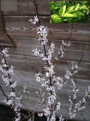 Abeliophyllum distichum - Schneeforsythie - 40-60 von Baumschule Pflanzenvielfalt