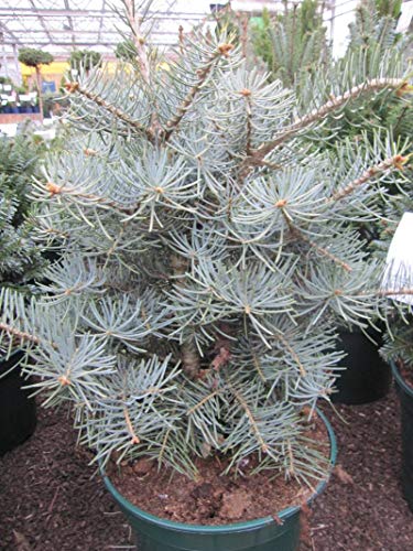 Abies concolor Compacta - Zwerg-Grautanne - Coloradotanne 40-50 von Baumschule Pflanzenvielfalt