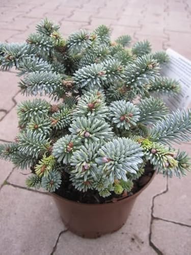 Abies procera Blaue Hexe - Zwerg-Blautanne Blaue Hexe - 15-20 von Baumschule Pflanzenvielfalt