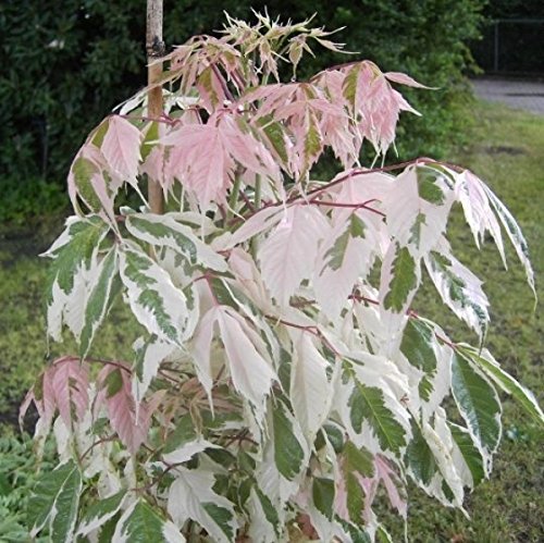 Ahorn negundo Flamingo - Weißbunter Eschenahorn 40-60 von Baumschule Pflanzenvielfalt