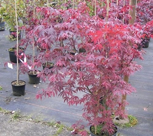 Ahorn palmatum Atropurpureum - Roter Fächerahorn 80-100 von Baumschule Pflanzenvielfalt