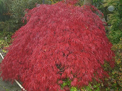 Ahorn palmatum Garnet - Japanischer Schlitzahorn Größe 30-40 cm von Baumschule Pflanzenvielfalt