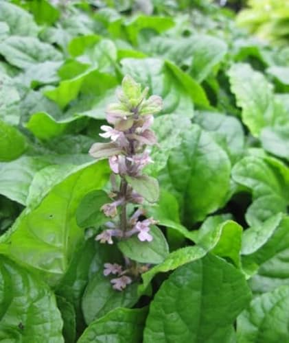 Ajuga reptans rosea - Rosa Kriech-Günzel Stückzahl Rabatt 3er-Paket von Baumschule Pflanzenvielfalt